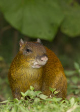 agouti